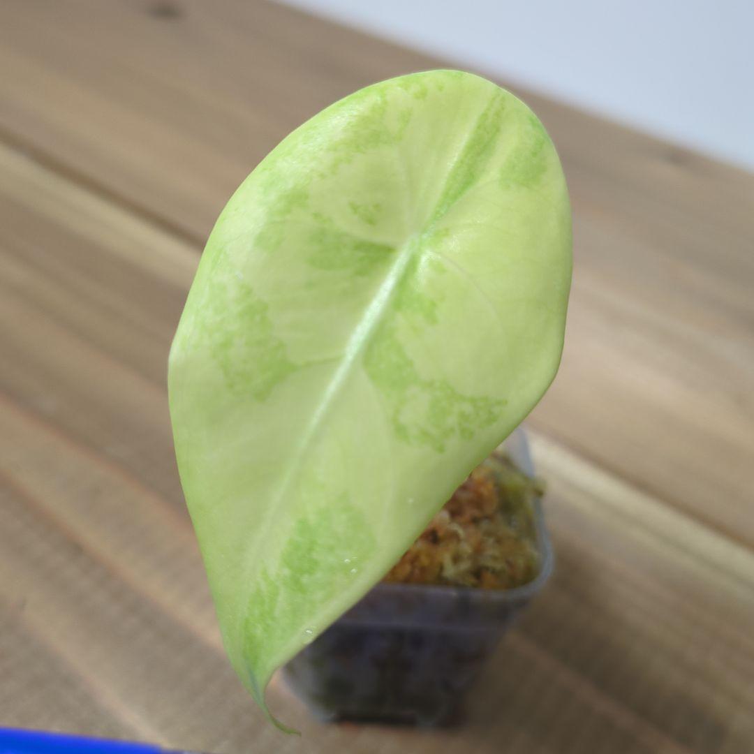 その他観葉植物 Alocasia longiloba 'Lemon Variegated'