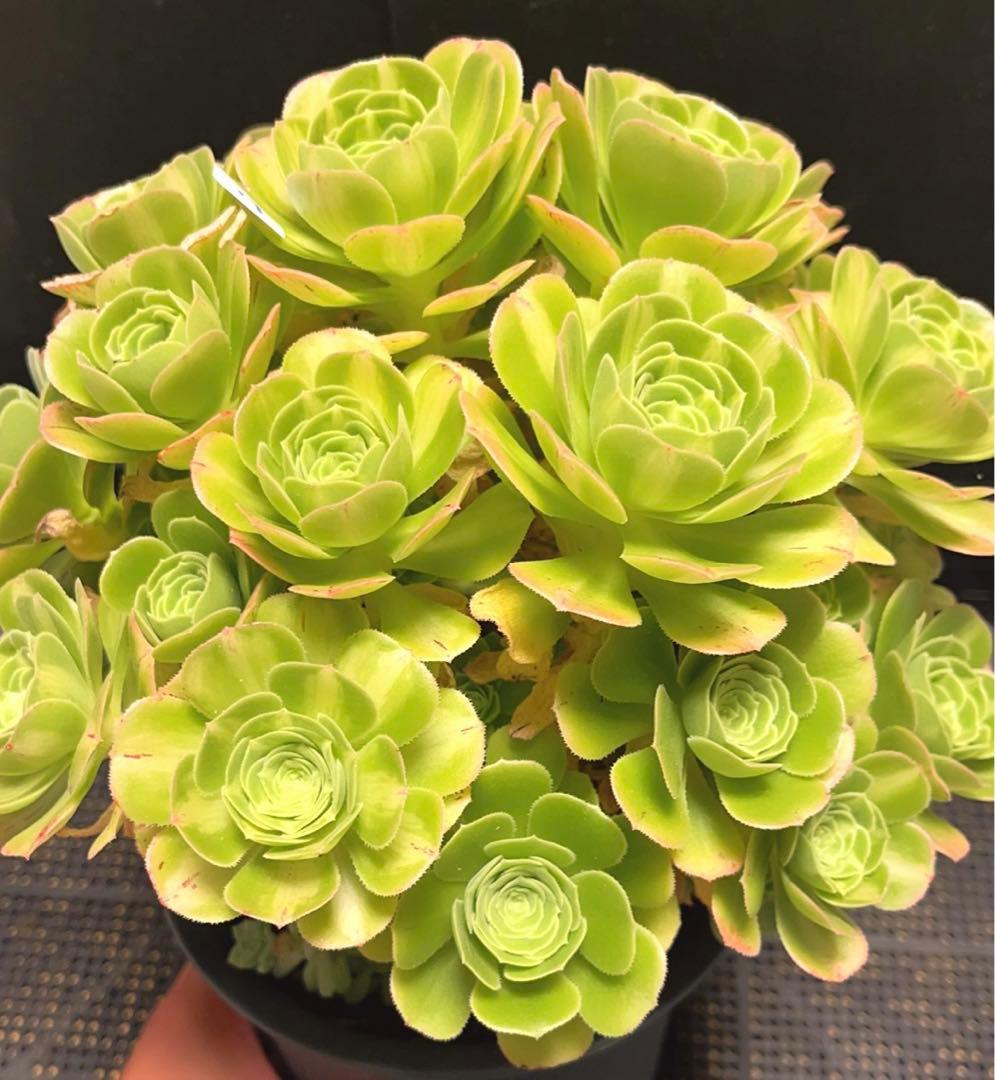 21#多肉植物アエオニウム錦❤️ 翡翠琉璃 ❤️28-30頭28cm 拔き苗