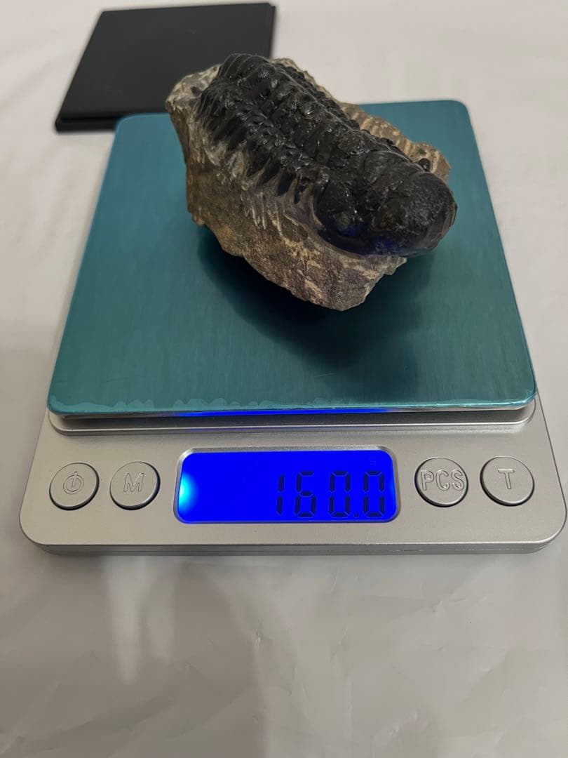 三葉虫化石 約69.8mm