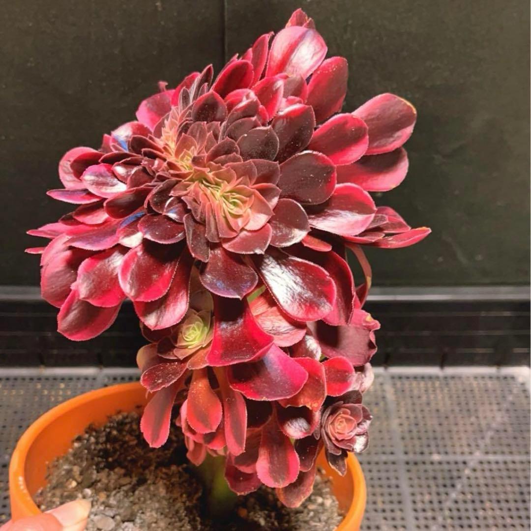 99  #多肉植物アエオニウム錦❤️ メデューサ セッカ ❤️27cm拨き苗