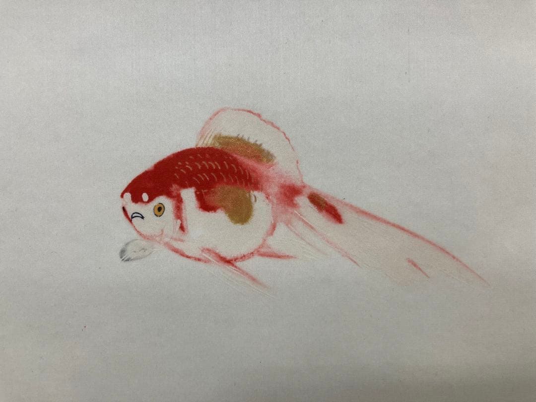 くわんと様用　土田麦僊【金魚】絹本　掛軸