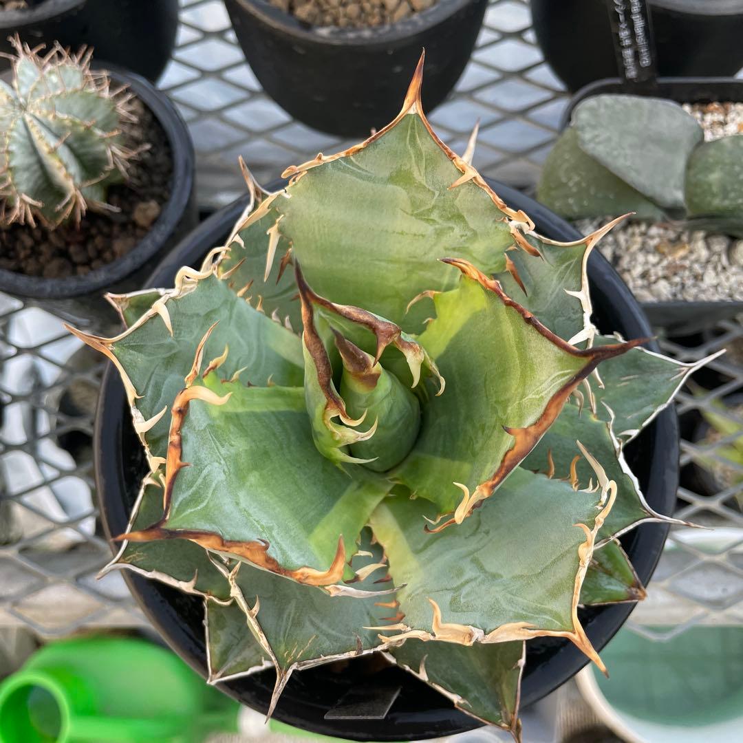 Agave アガベ チタノタ 覆輪斑 5号菊鉢