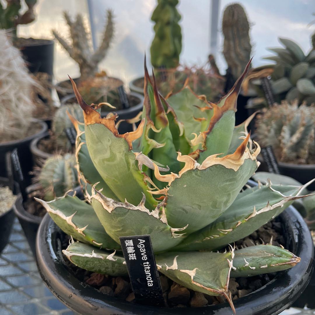 Agave アガベ チタノタ 覆輪斑 5号菊鉢