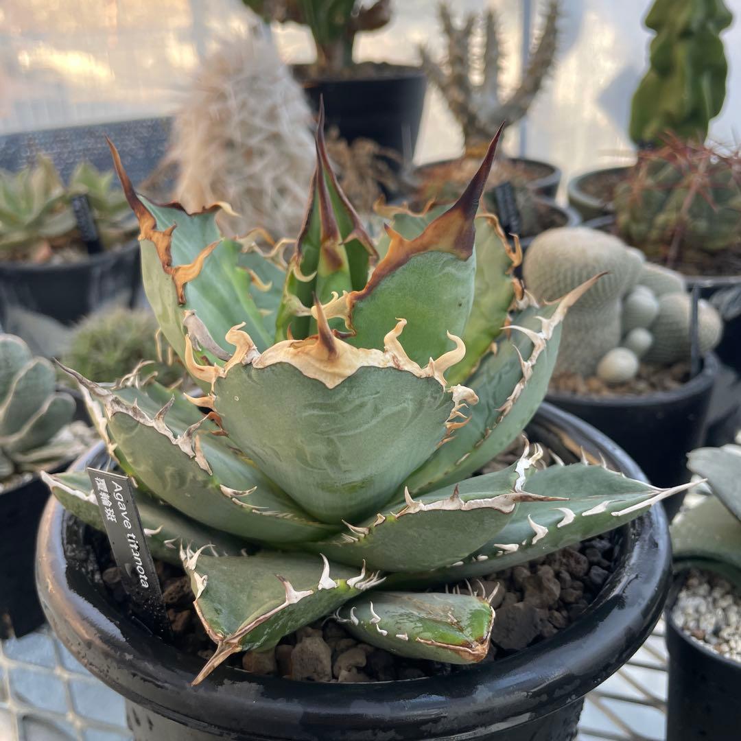 Agave アガベ チタノタ 覆輪斑 5号菊鉢