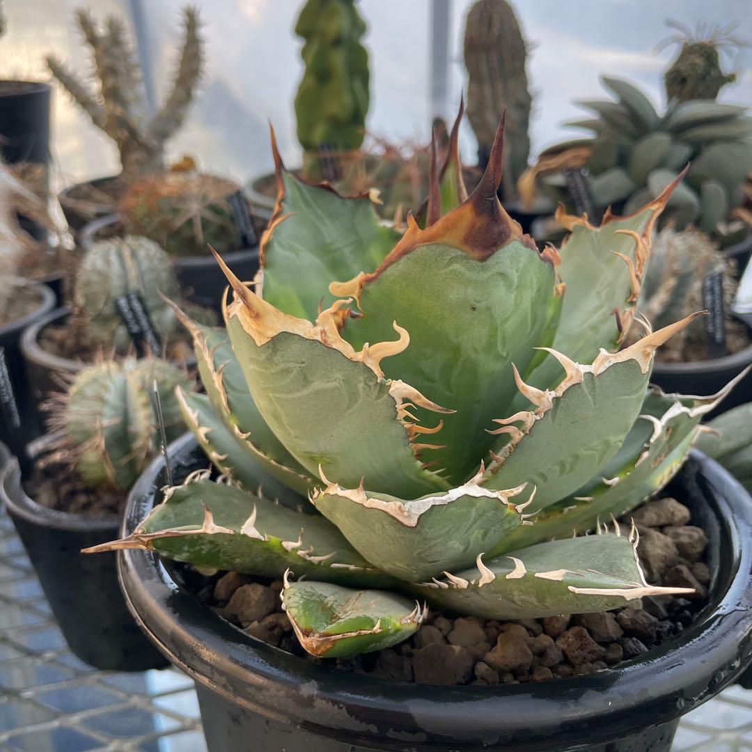 Agave アガベ チタノタ 覆輪斑 5号菊鉢