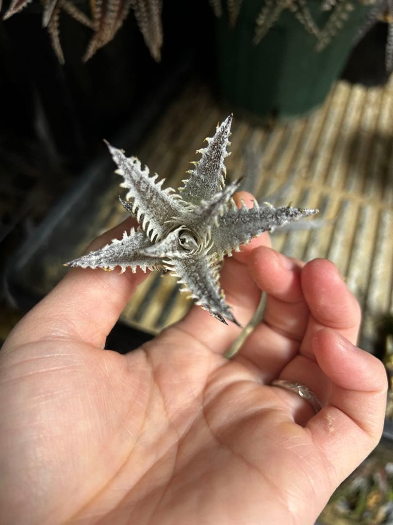ブロメリア・エアープランツ Dyckia Smilodon amazonico hybrid