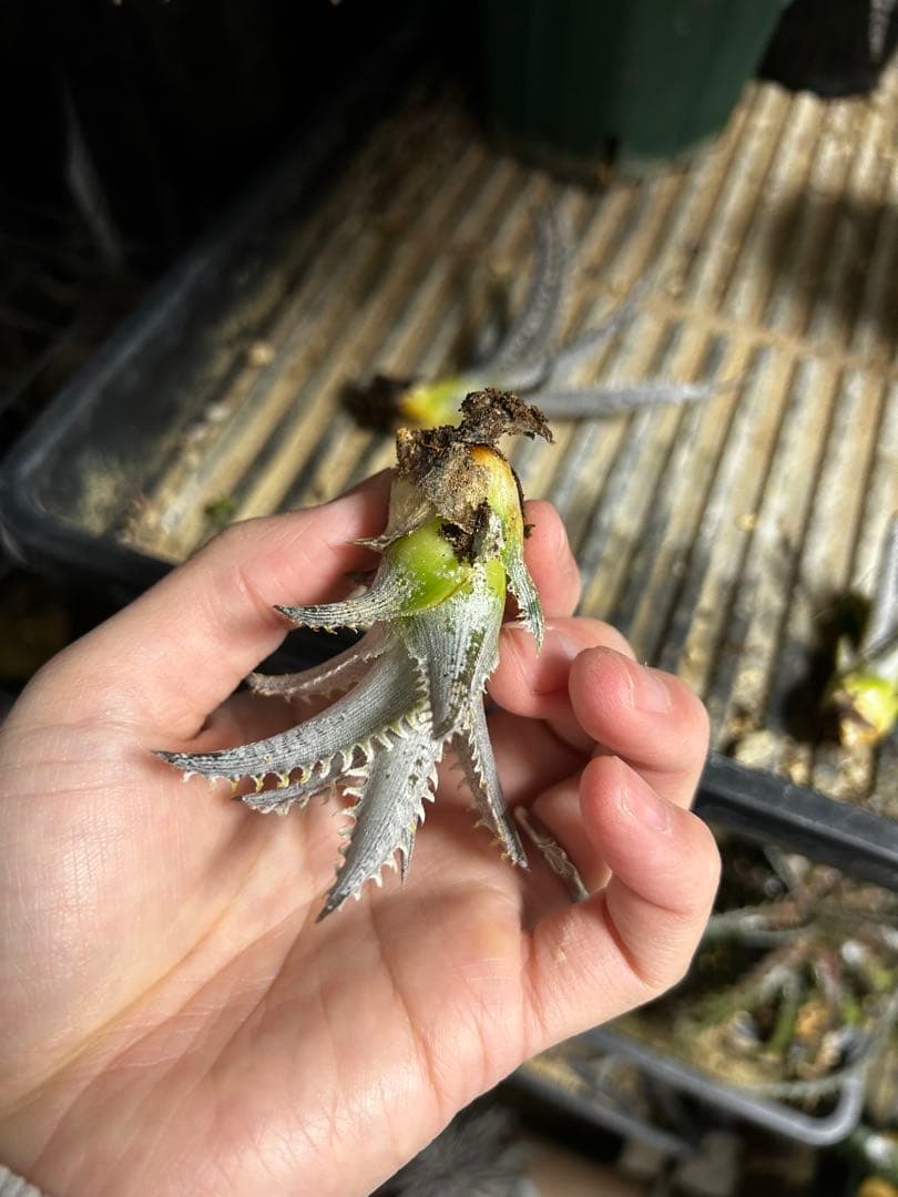 ブロメリア・エアープランツ Dyckia Smilodon amazonico hybrid