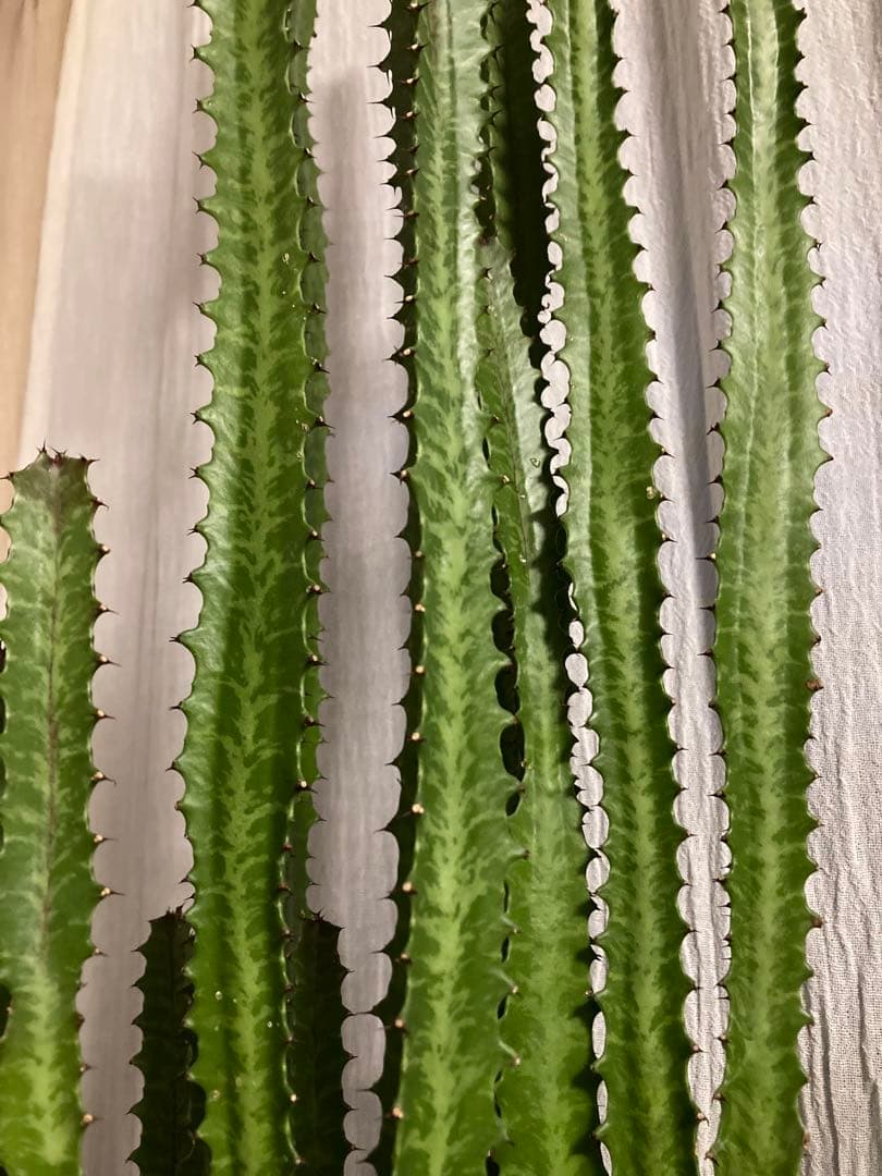 【特大】ユーフォルビア トリゴナ おしゃれ 陶器鉢 観葉植物 多肉植物 手渡し