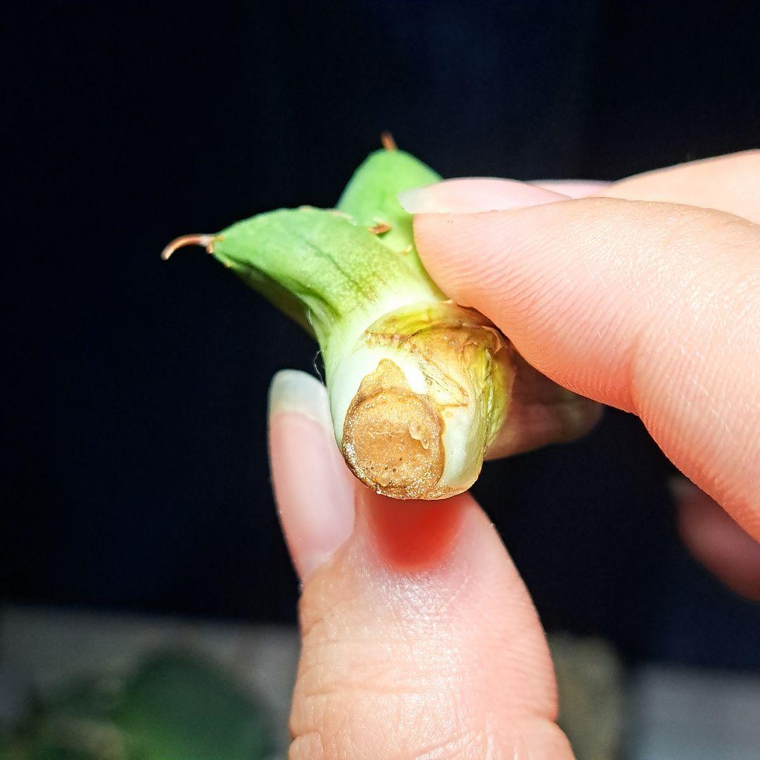 鬼爪