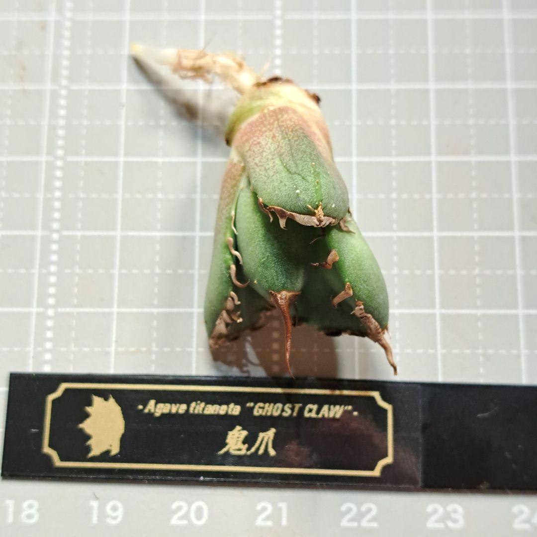 鬼爪
