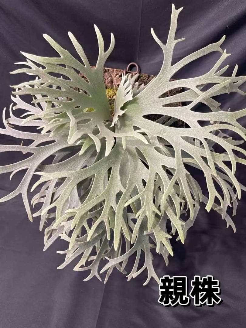 goul4711　ビカクシダ P.willinckii Jewel