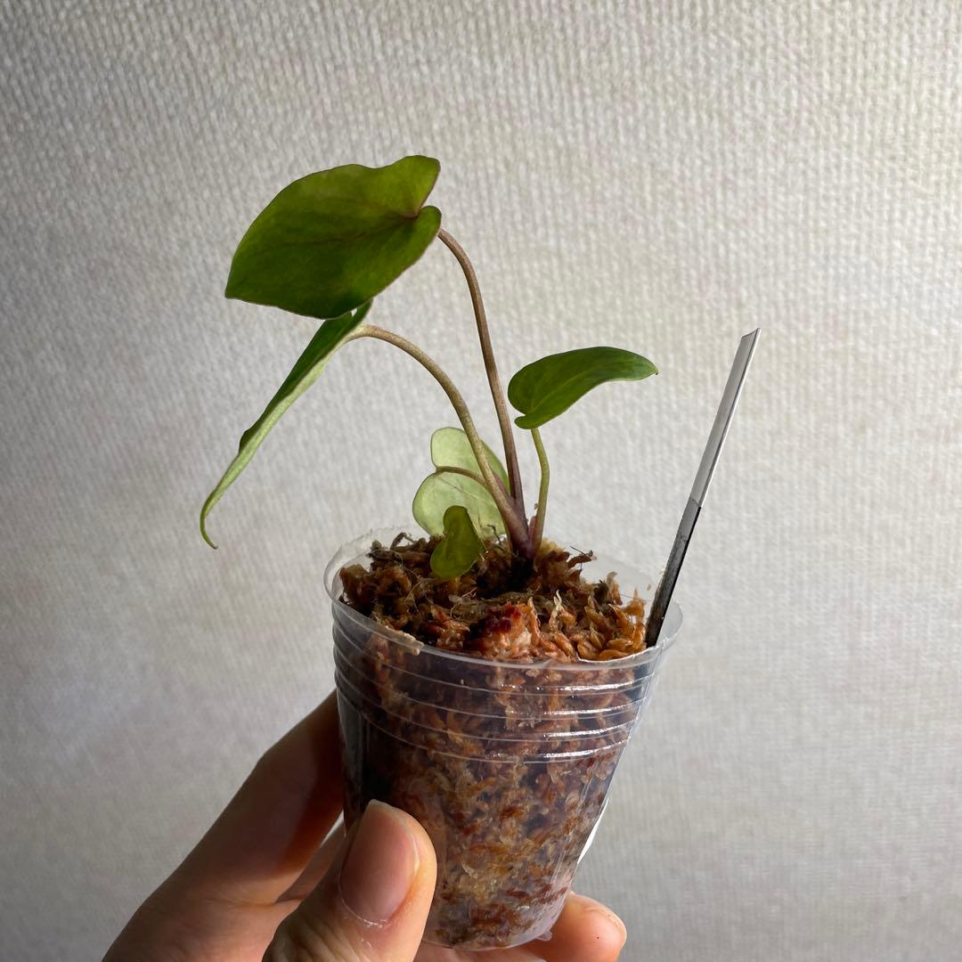 り*や様 Anthurium AOS✖️RVDP斑入り