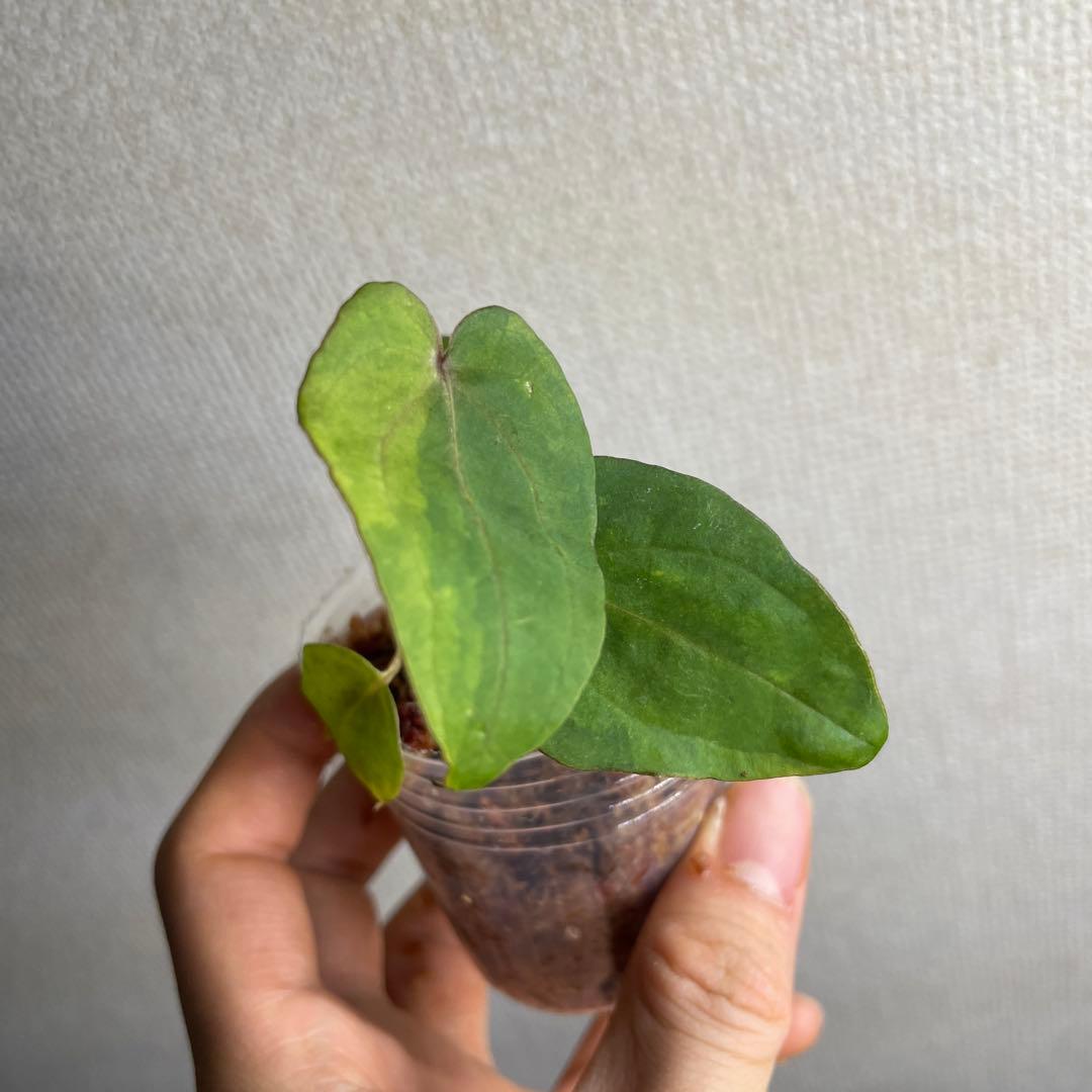 り*や様 Anthurium AOS✖️RVDP斑入り
