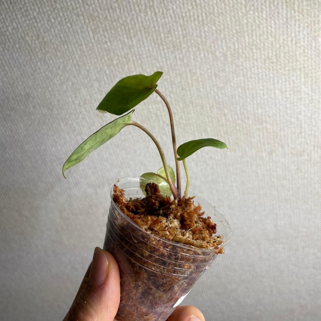 り*や様 Anthurium AOS✖️RVDP斑入り