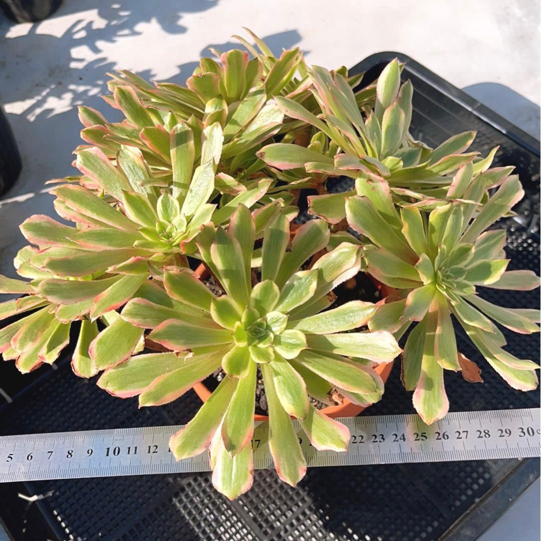 89#多肉植物アエオニウム錦❤️ キャンディパウダリー ❤️10頭32cm拔き苗