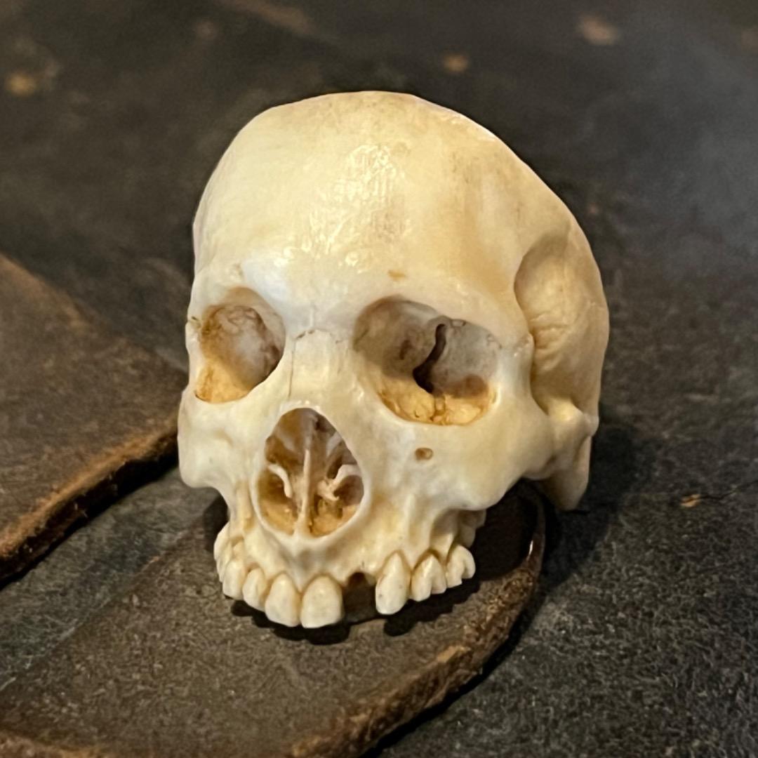 櫻井髑髏 野晒し スカルリング Skull ring バンダナ／スカーフリング