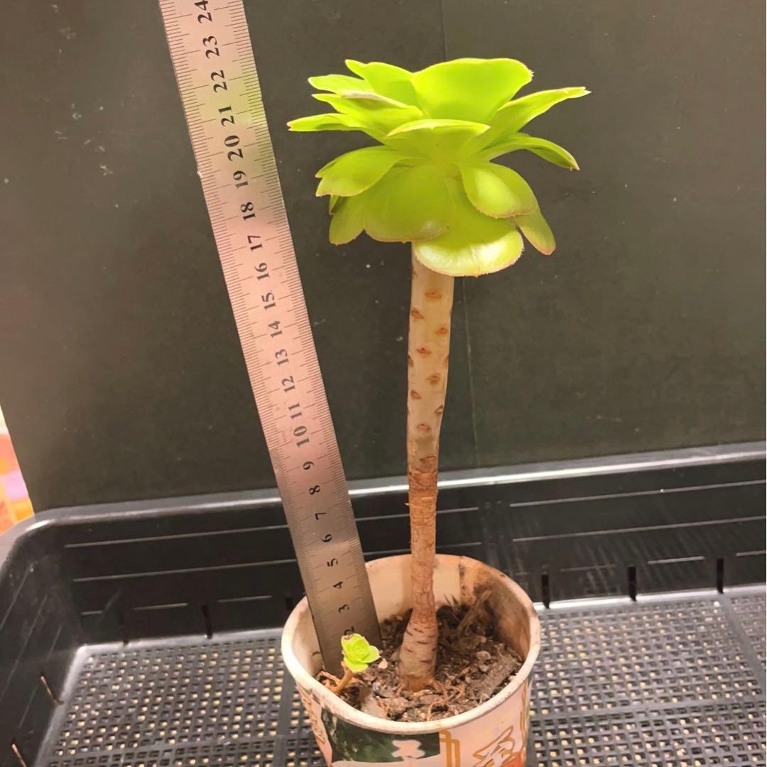 58 #多肉植物アエオニウム❤️  緑のバラ ❤️1大頭9cm拔き苗