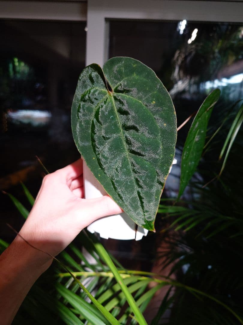 Anthurium Ace of Spades 実生株