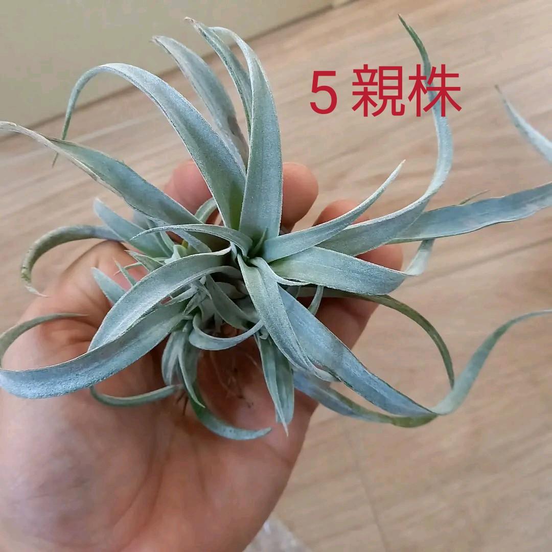 frogfoot.0035様 確認用