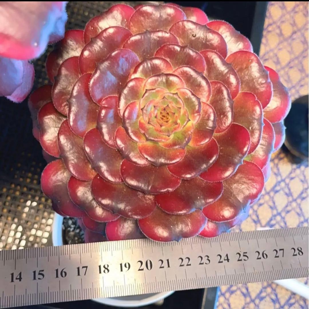 68#多肉植物アエオニウム錦❤️舞天姫❤️5大頭32cm拨き苗三年生