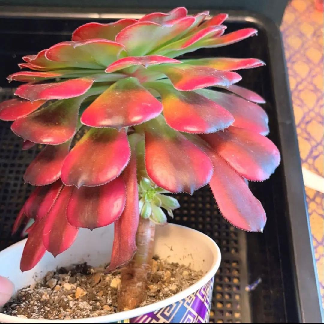 68#多肉植物アエオニウム錦❤️舞天姫❤️5大頭32cm拨き苗三年生