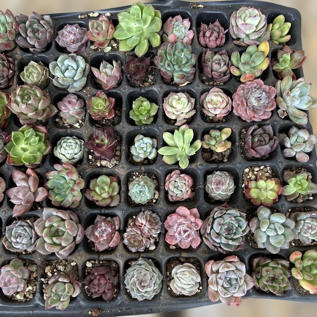 多肉植物　エケベリア　105個！ カット苗
