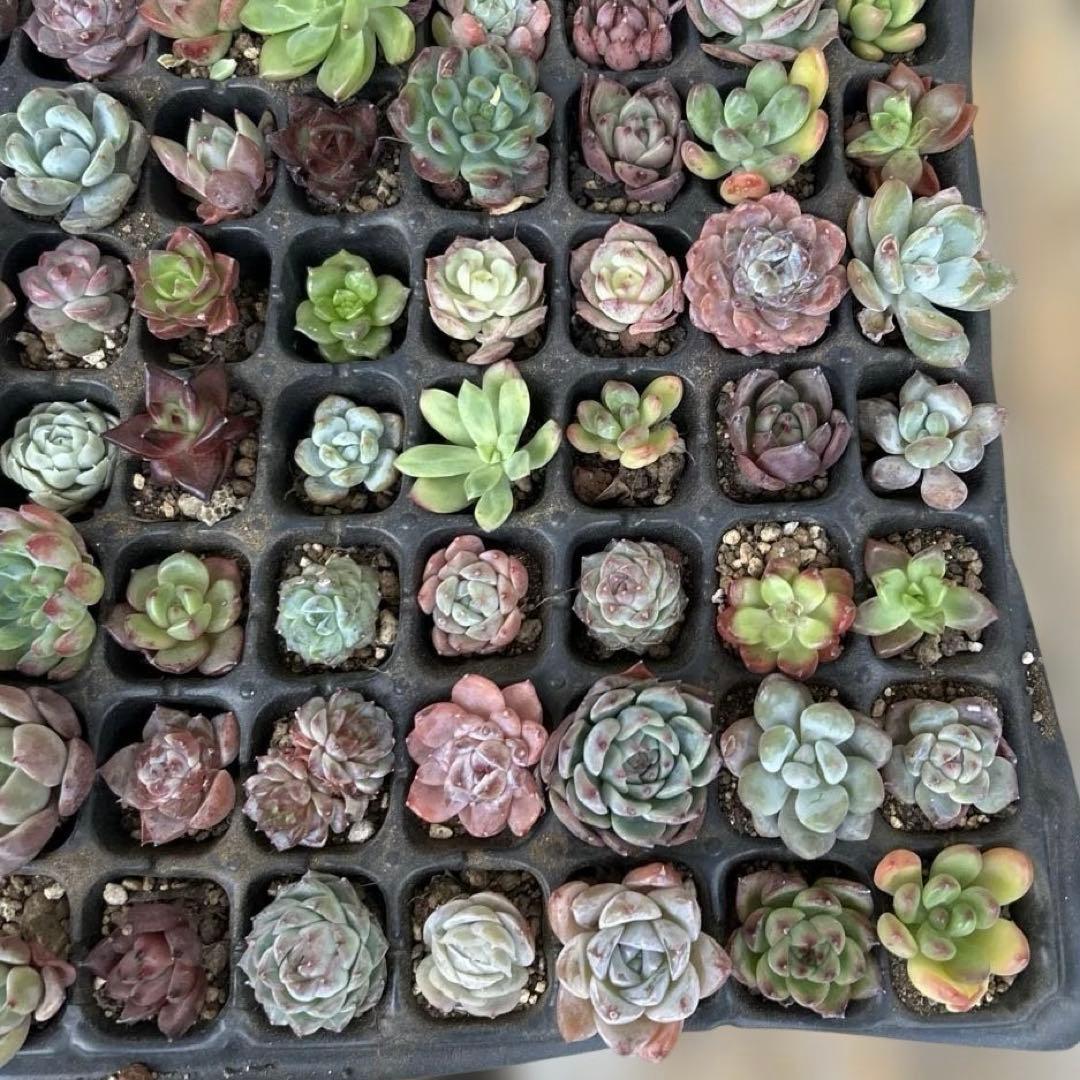 多肉植物　エケベリア　105個！ カット苗