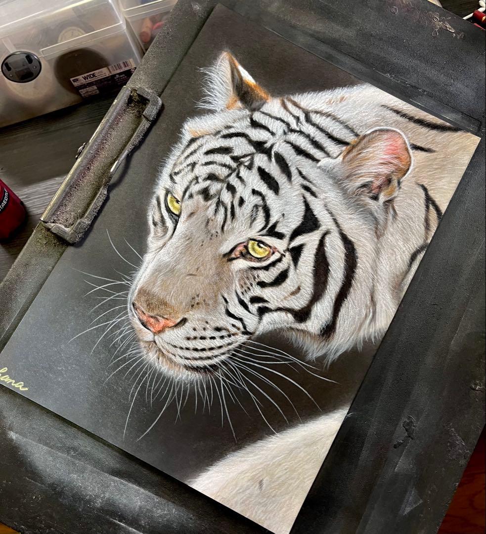ホワイトタイガー　色鉛筆画