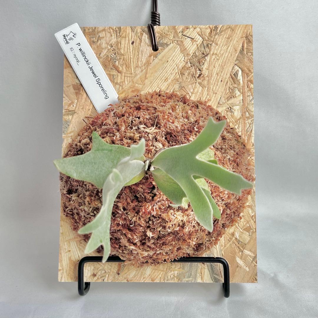 P. willinckii Jewel Sporeling【V07】