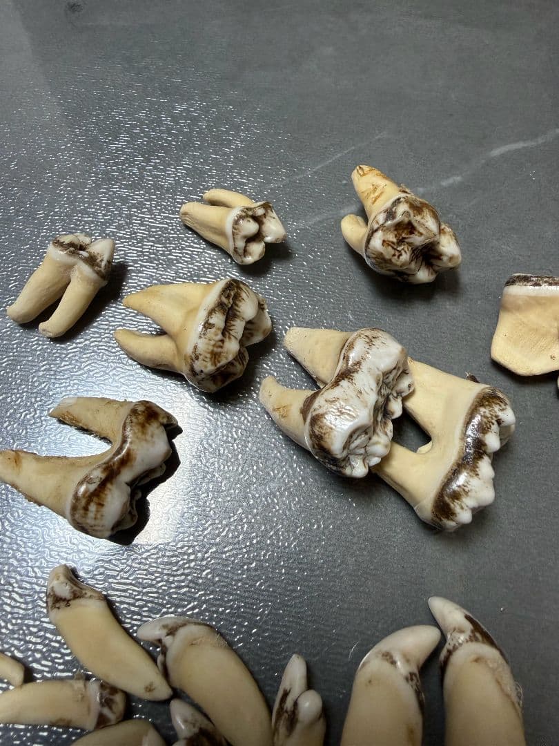 熊の牙 熊歯