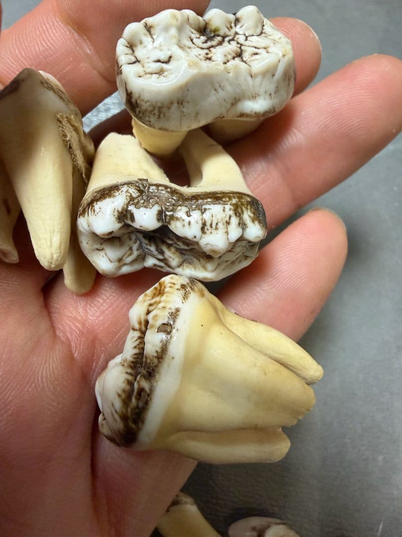 熊の牙 熊歯