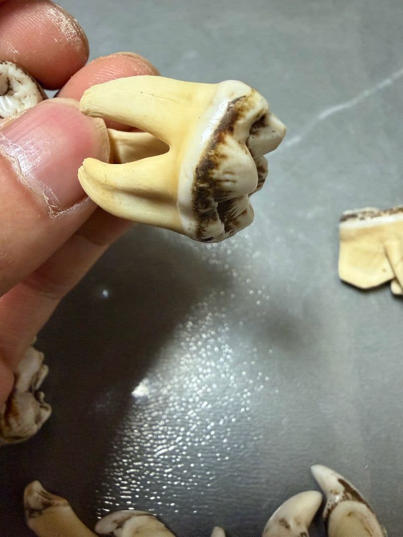 熊の牙 熊歯
