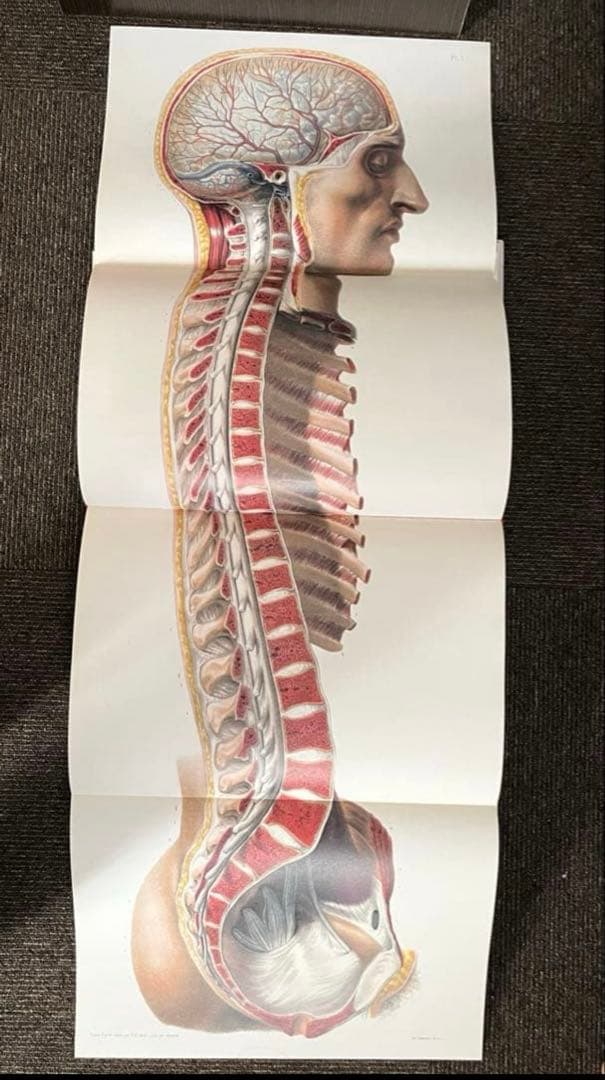 ATLAS OF HUMAN ANATOMY AND SURGERY 洋書　解剖