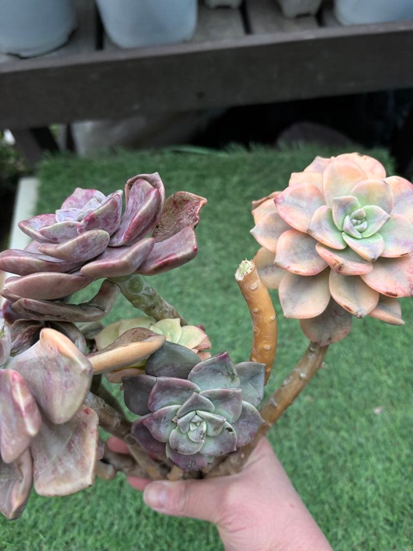 多肉植物　パープルディライト錦