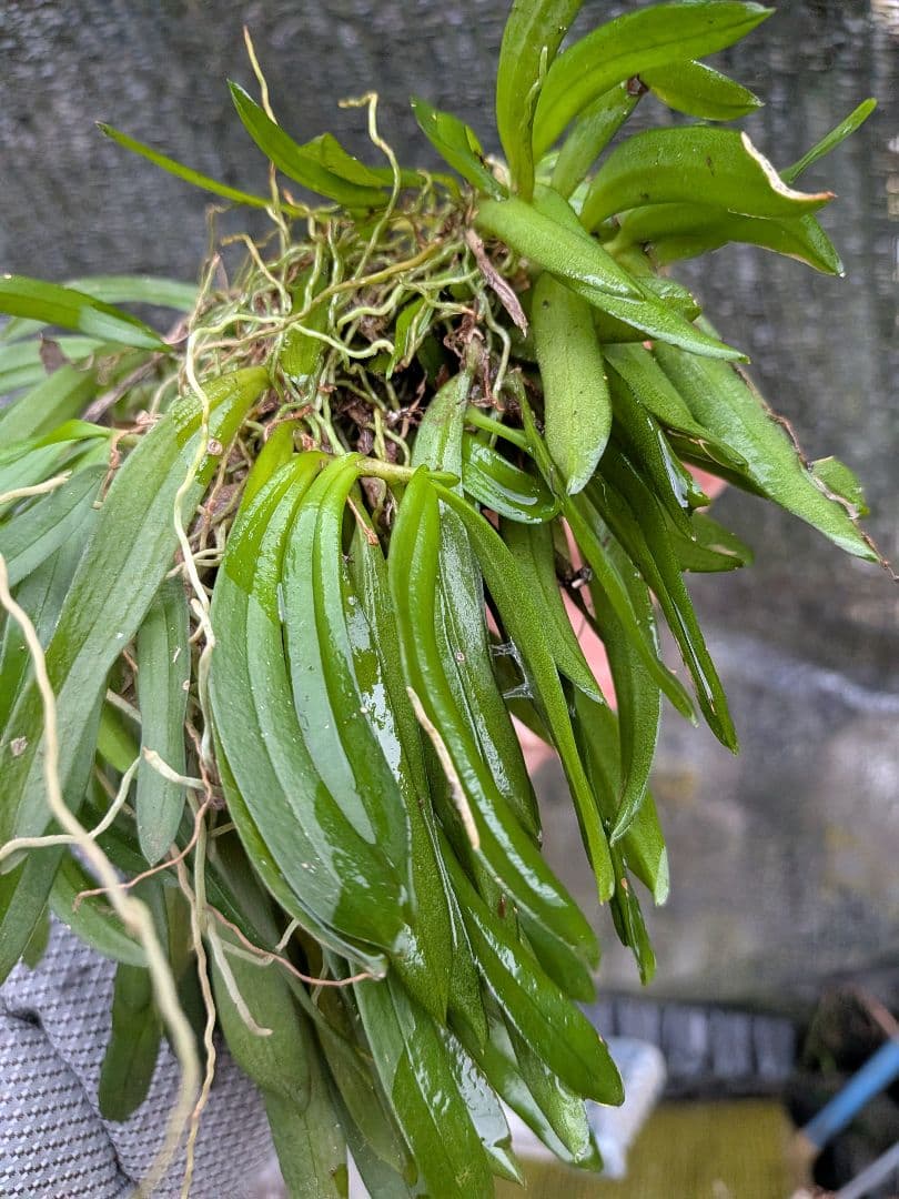 俊*村様 山野草、ラン科植物、着生植物　[カシノキラン]　超特大株