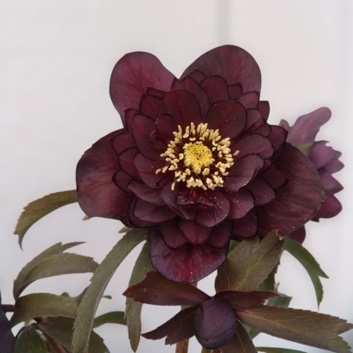 広瀬園芸。ヘレボルス(八重) パープル No58開花株。