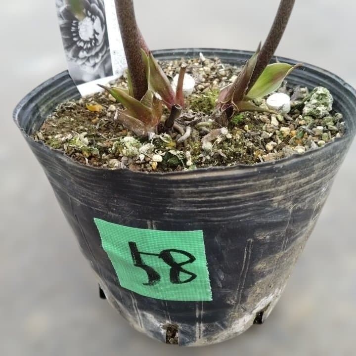 広瀬園芸。ヘレボルス(八重) パープル No58開花株。