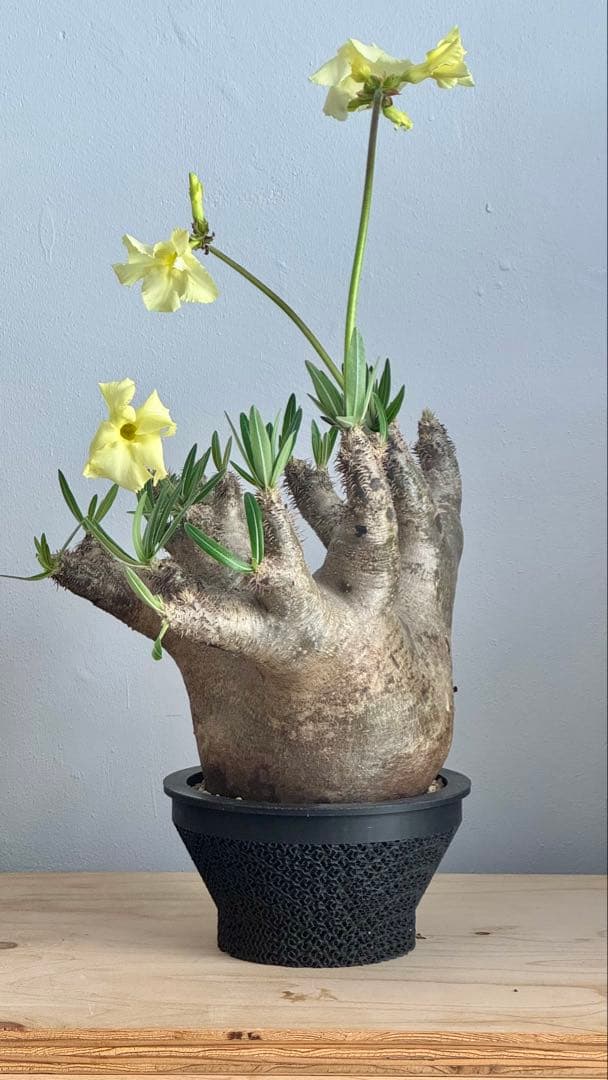 パキポディウム イノピナツム　発根済み　コレクション株　巨大イノピナツム