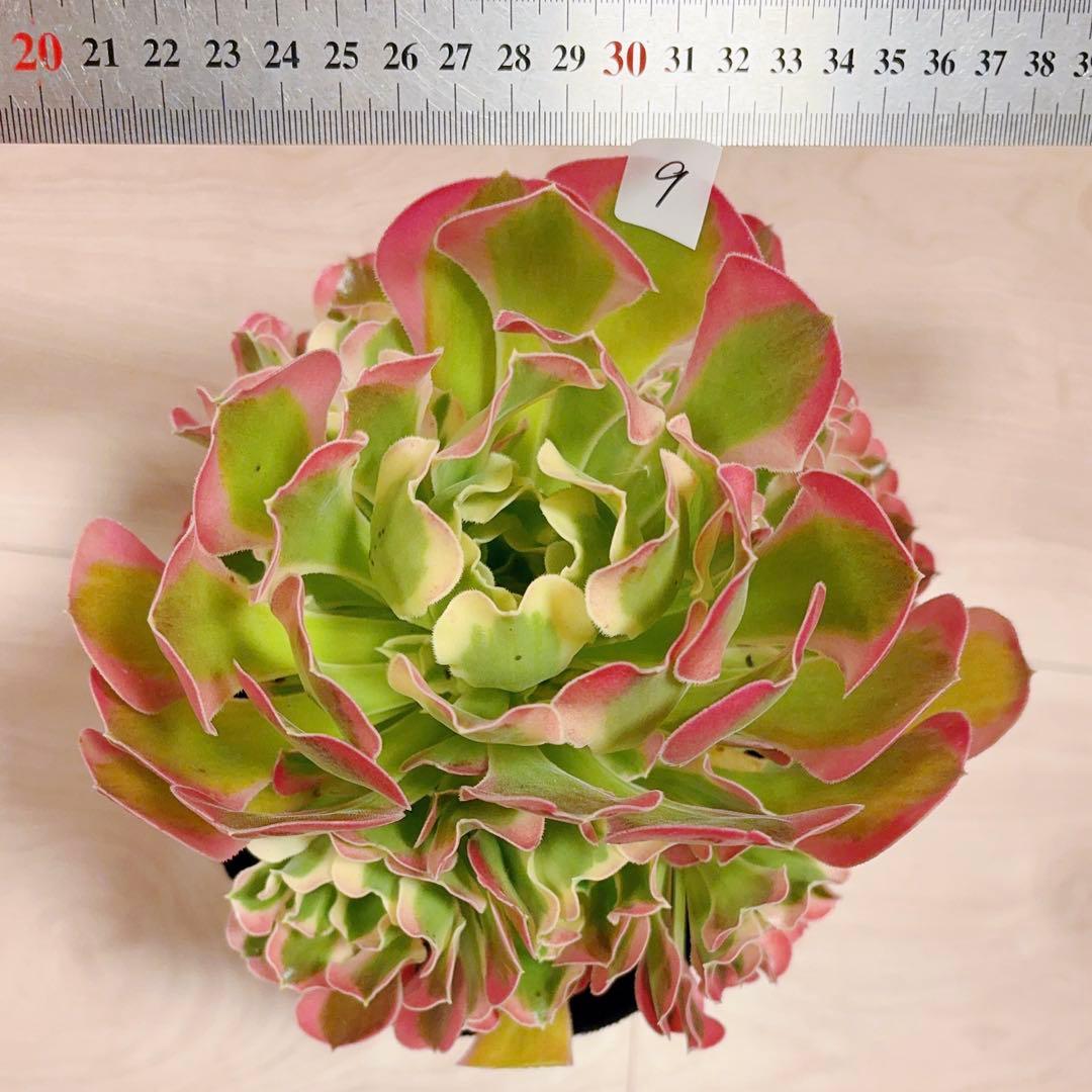 9#多肉植物アエオニウム錦❤️リバーストーン❤️ 1大頭7小頭19cm 拔き苗