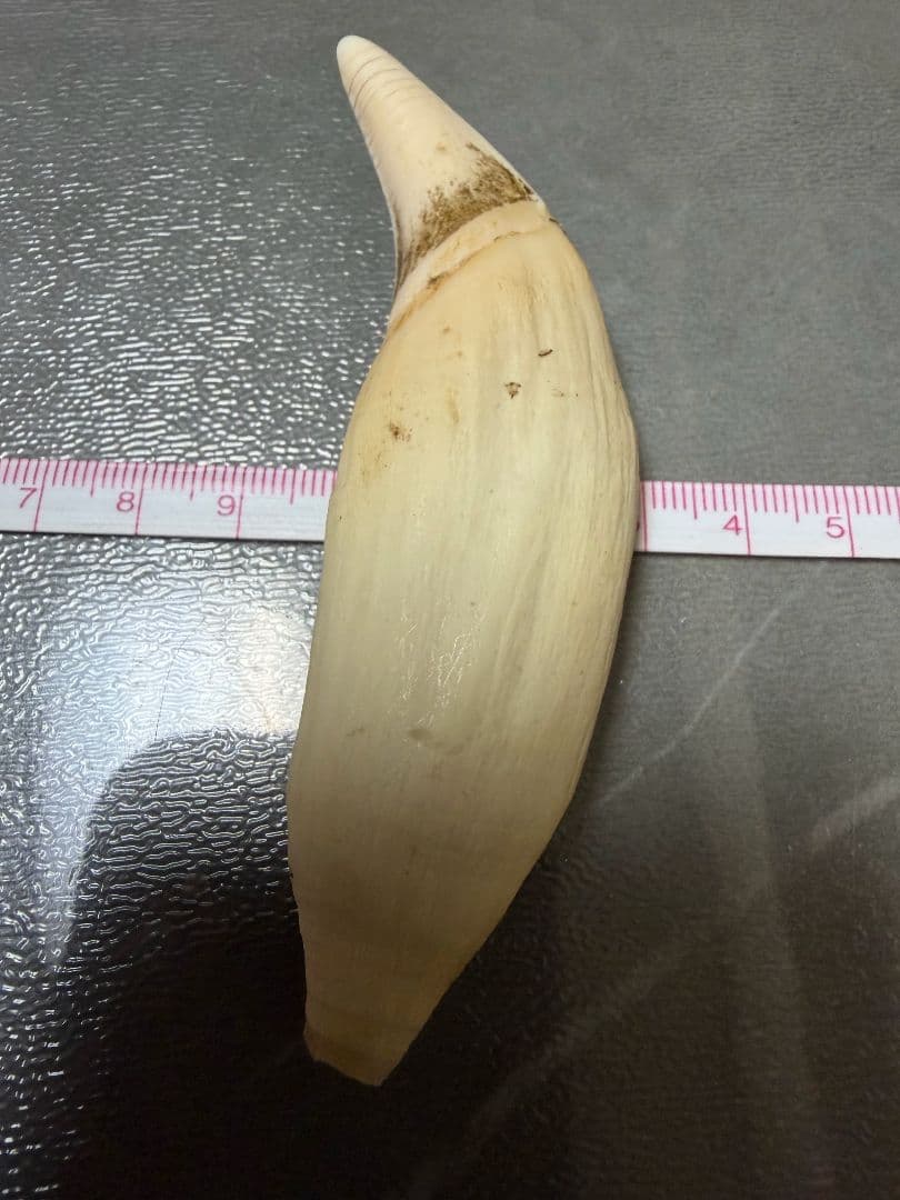 熊の牙 熊歯