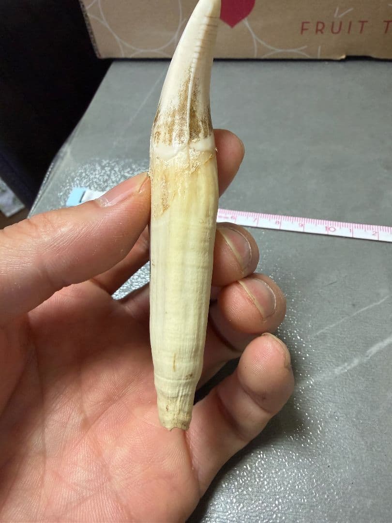 熊の牙 熊歯