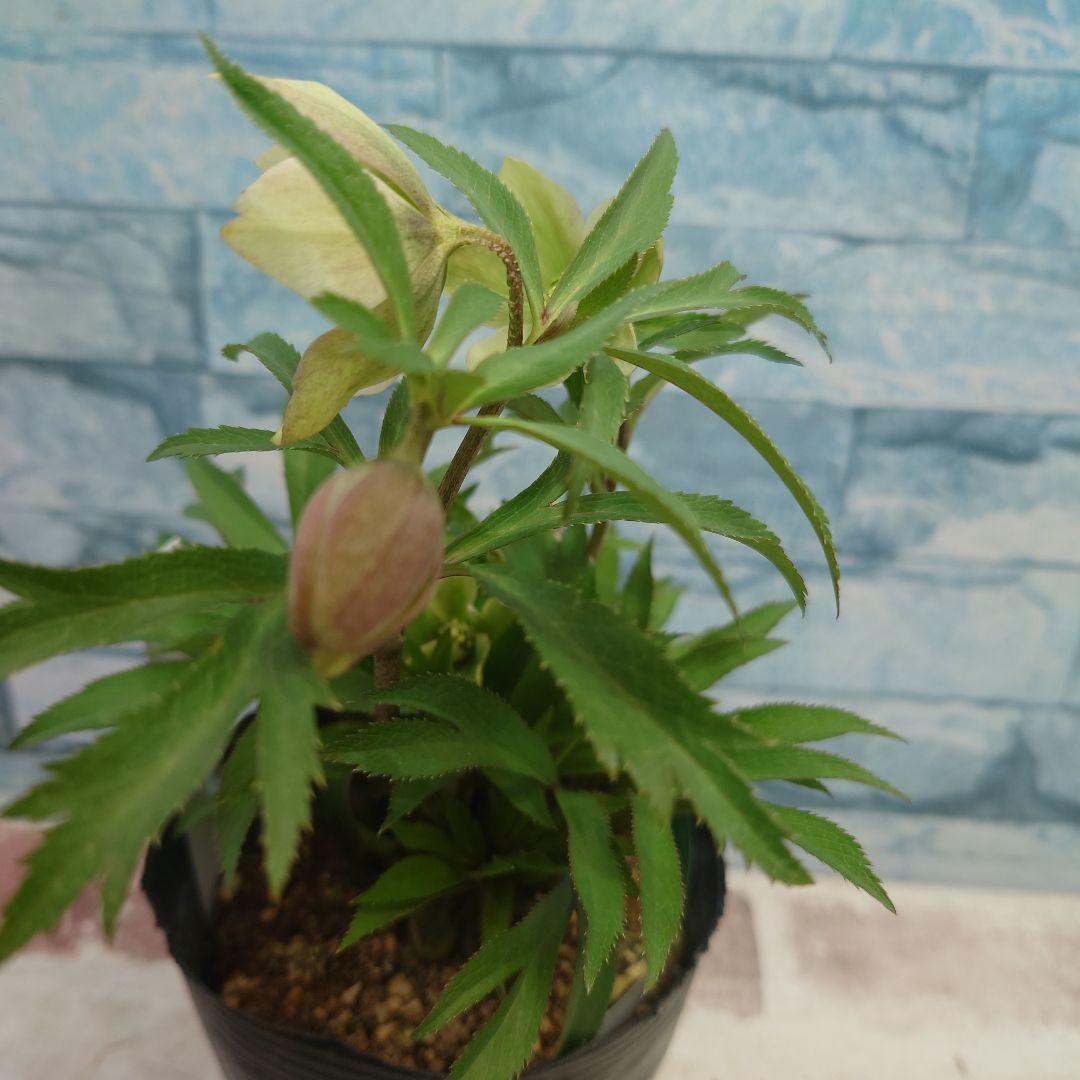 ☀️クリスマスローズ開花株❗☀️4号ロングポット植え☀
