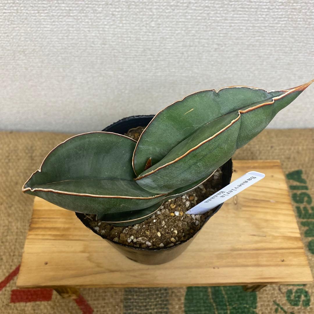 サンスベリア バナナ Sansevieria Banana