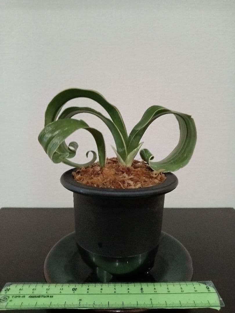 万年青「獅子」