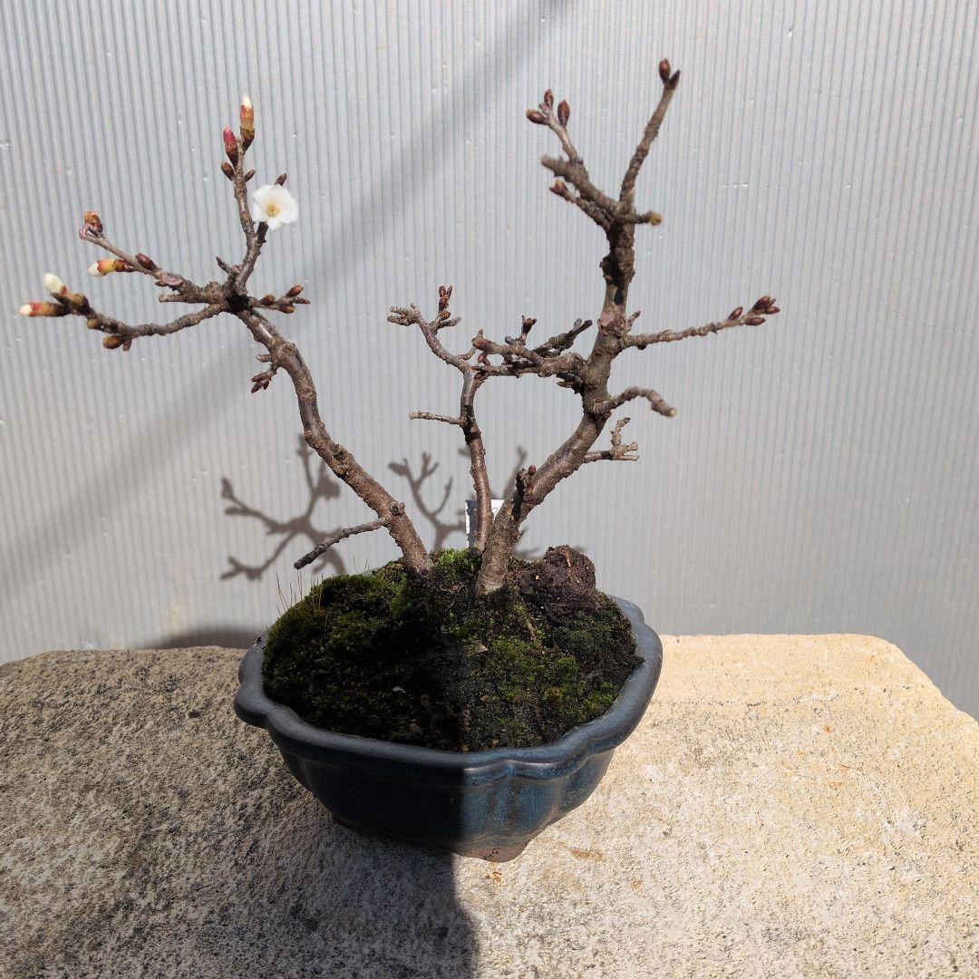 さくら株立ち、つぼみ付き