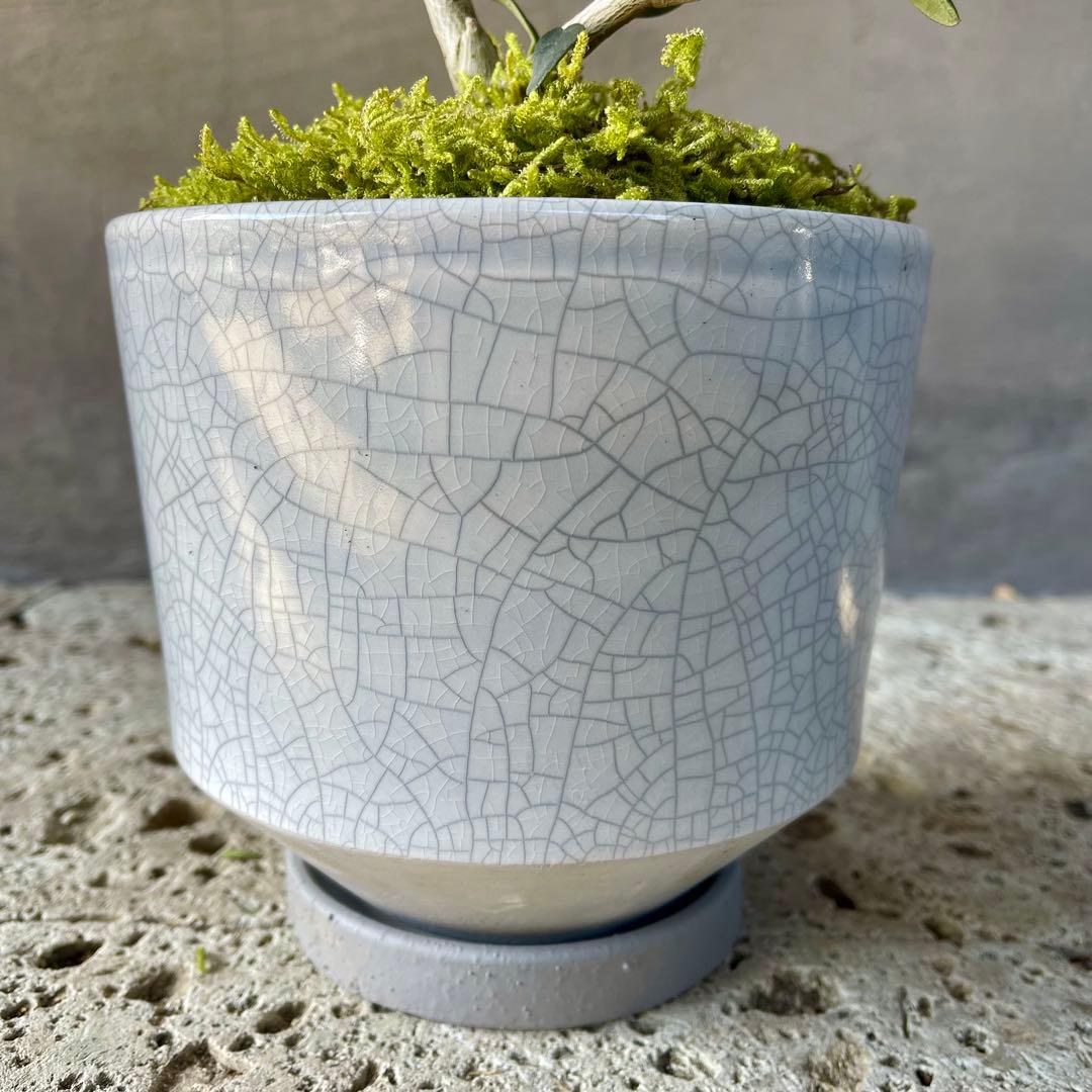 オリーブの木　実生　天然苔盆栽仕立て　陶器鉢　植え込み発送