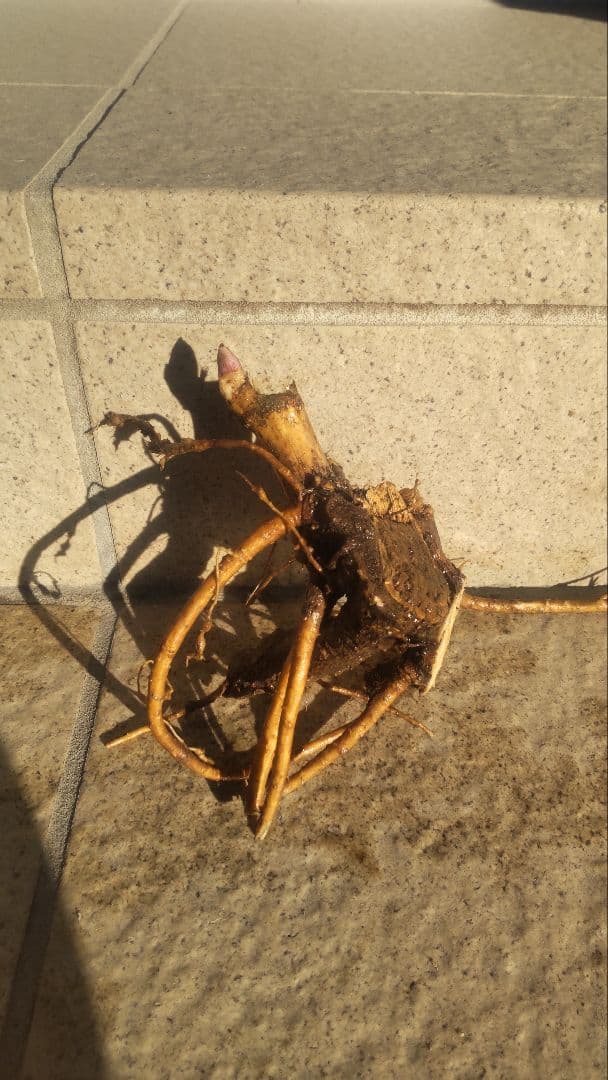 紅ウド新春の新芽付き4株苗