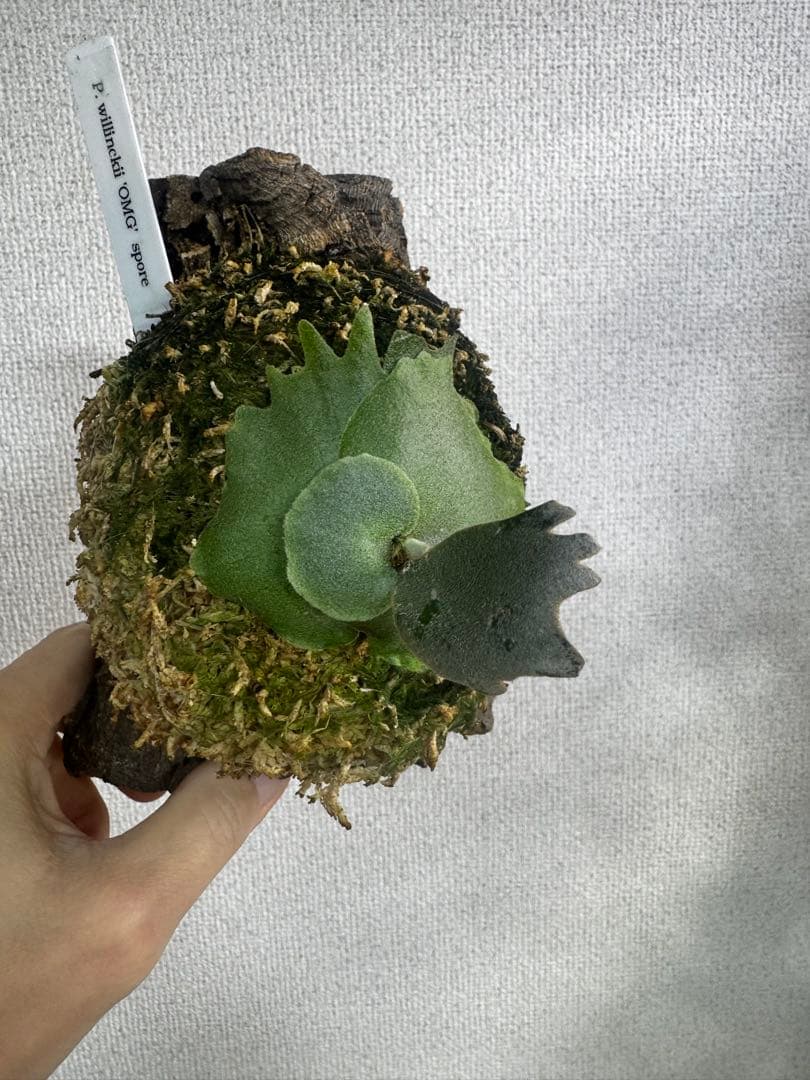 P. willinckii 'OMG'spore コルク　ビカクシダ
