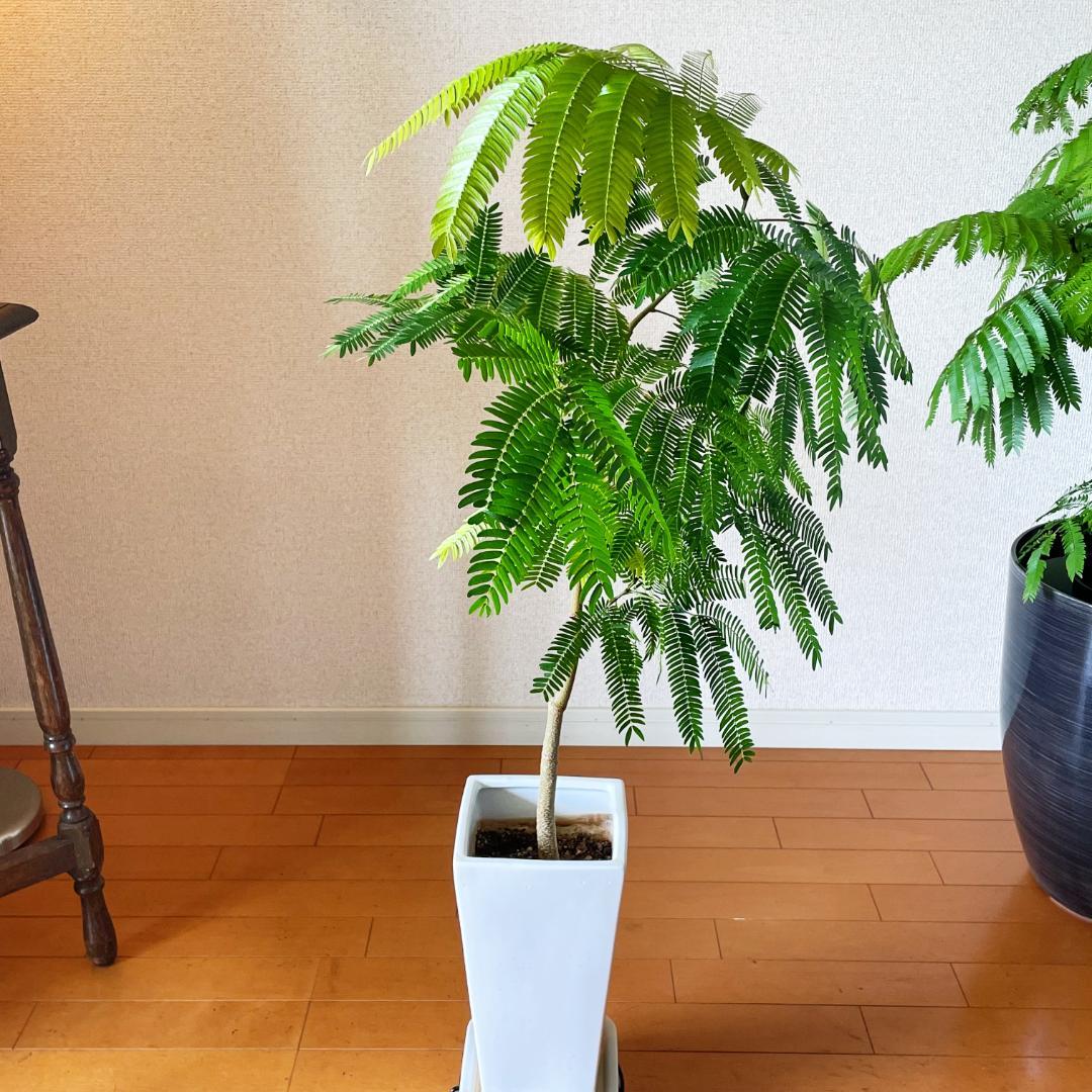 【ロング陶器鉢で高級感ありあり◎】エバーフレッシュ 7号