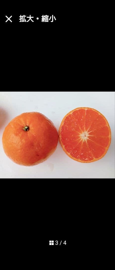 特価価格！極甘蜜柑！家庭で栽培可能！特撰！！高級ミカン苗木「津の輝」3年生